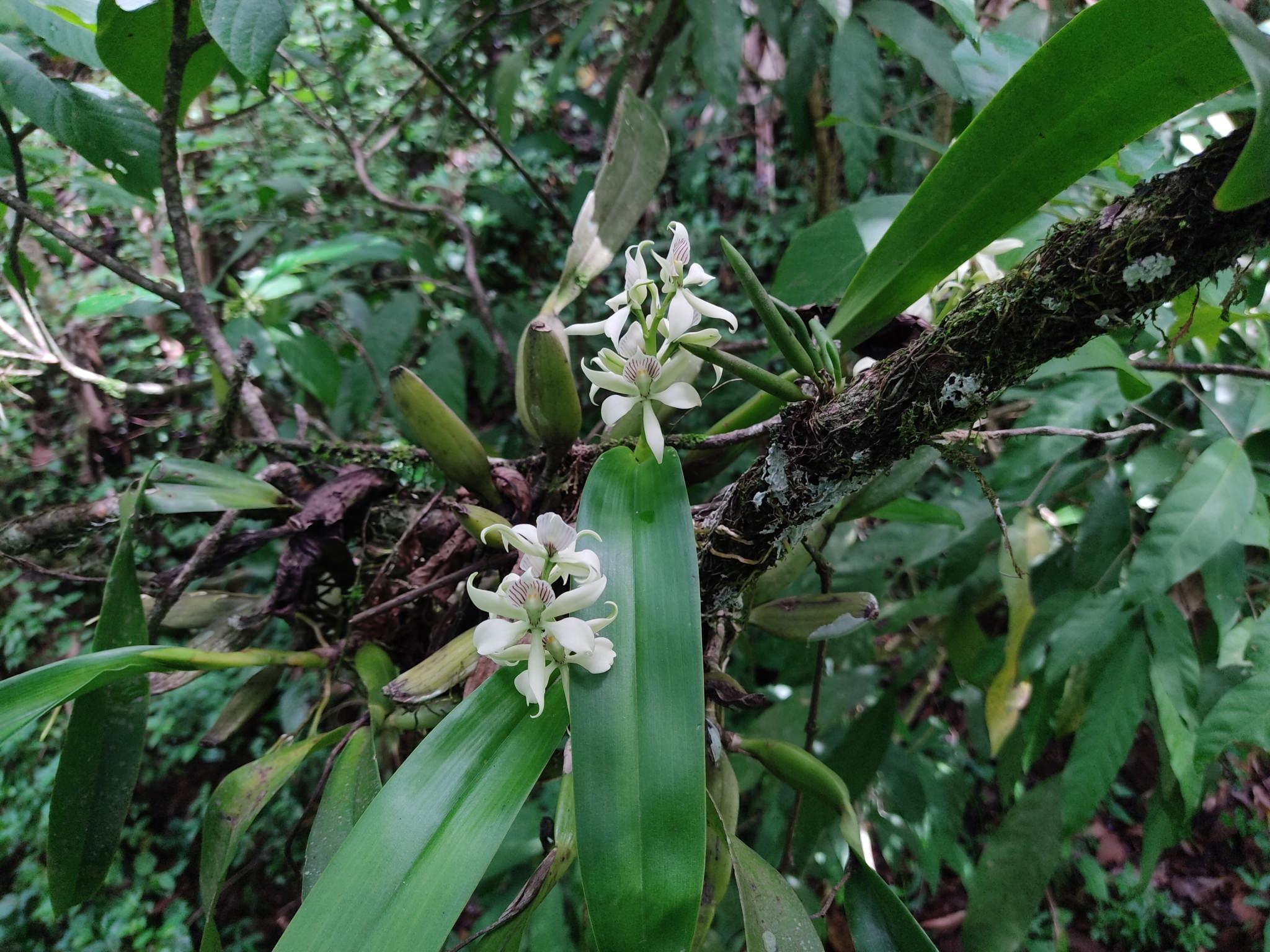 Prosthechea chacaoensis